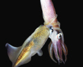   Loligo Opalescens Mating Night  